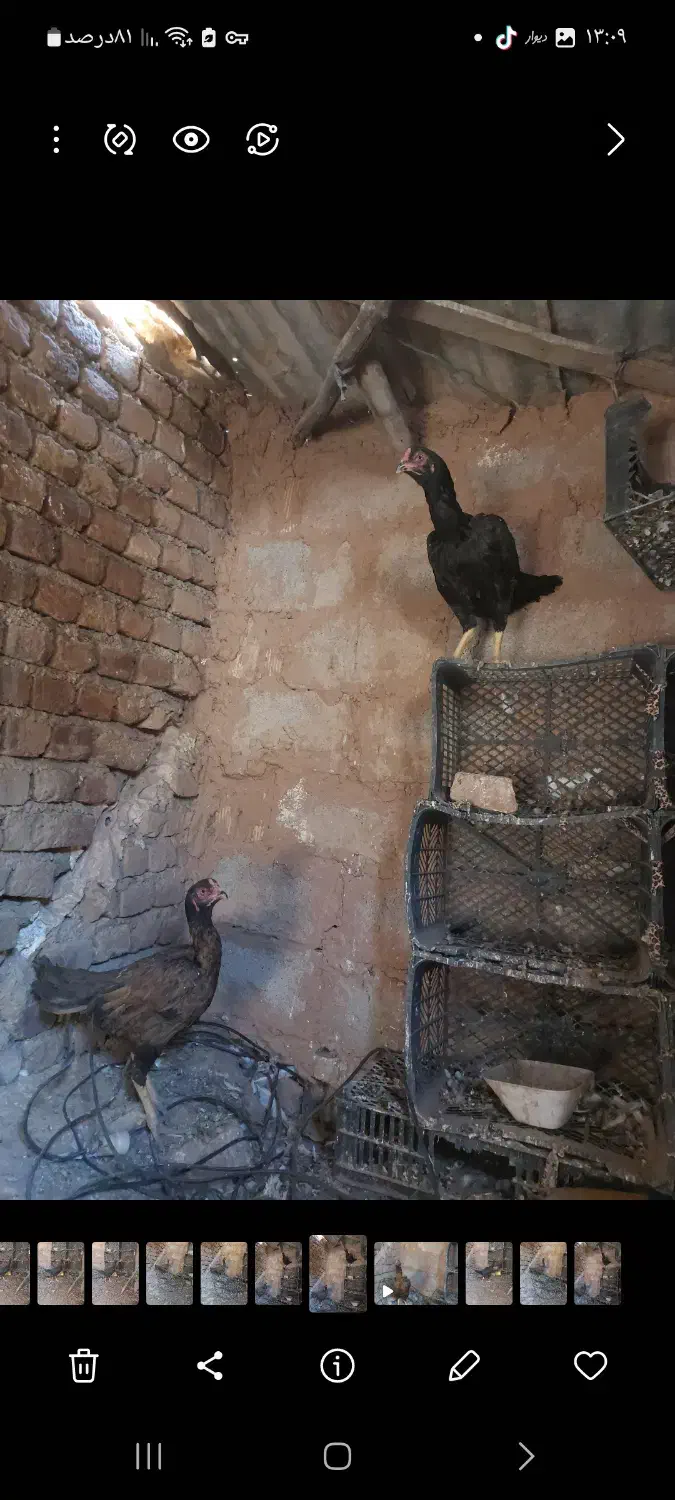 مرغ لاری درشهر|حیوانات مزرعه|دره شهر, |دیوار