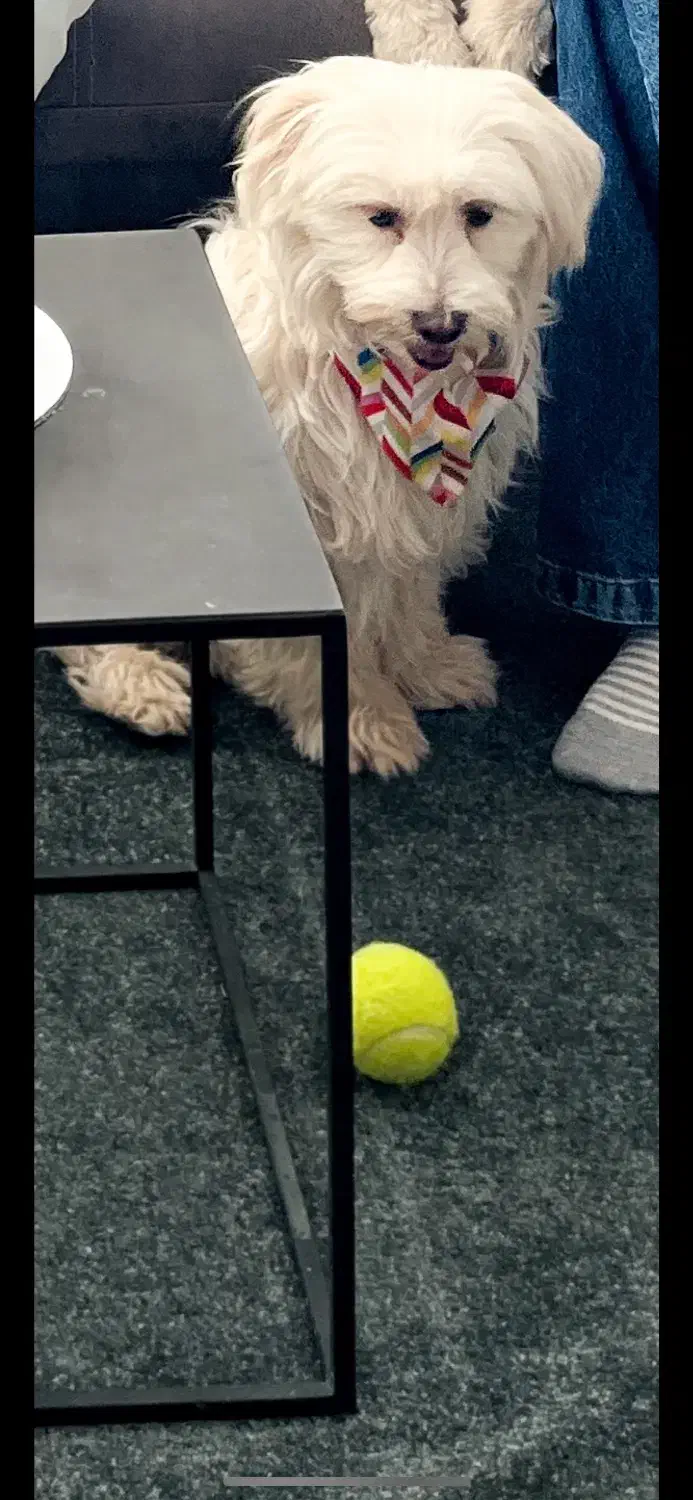 سگ نرعقیم شده،گمشده در بازقند|حیوانات|سبزوار, قصبه شرقی|دیوار