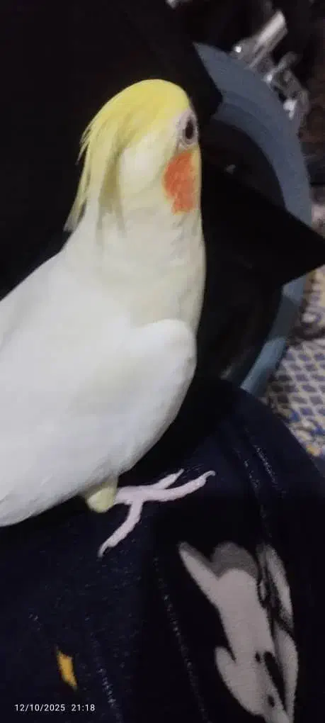 عروس هلندی ماده آماده اماده|پرنده|شیراز, فضلآباد|دیوار