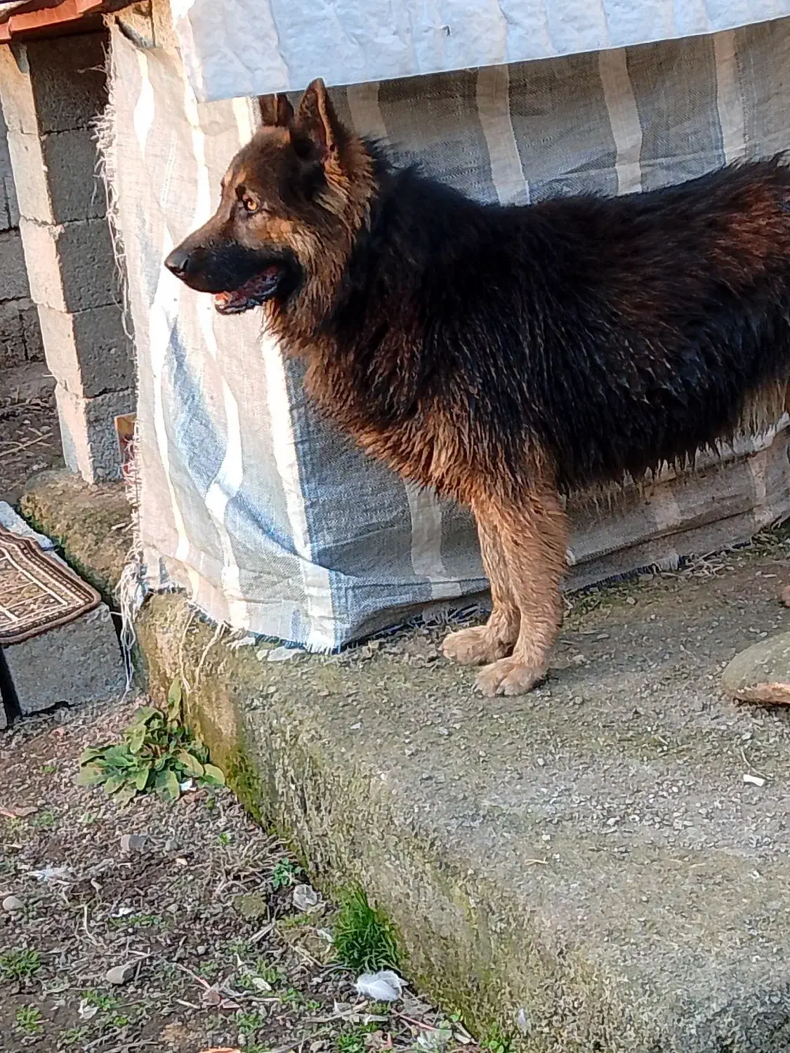 سگ ژرمن شپرد نر ۱۱ماهه|سگ|لوندویل, |دیوار