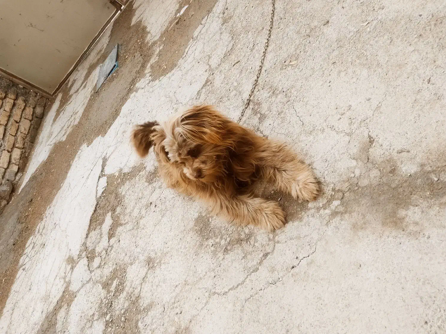 واگذاری سگ|سگ|شیروان (خراسان), |دیوار