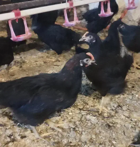 جوجه 110روزه گلپایگان مرغ خروس سیاه تاقچه جهادی|حیوانات مزرعه|مشهد, ویلاشهر|دیوار