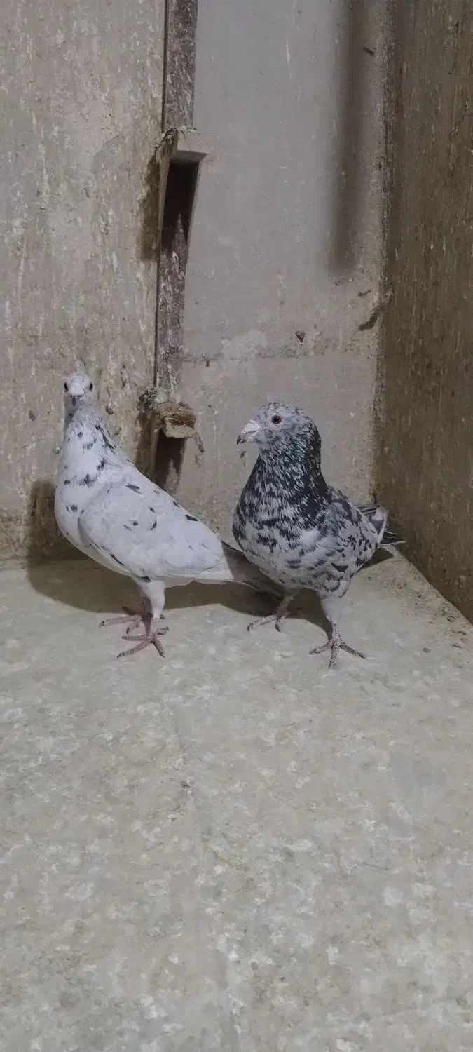 نرماده سرور|پرنده|شیراز, کوشک میدان|دیوار