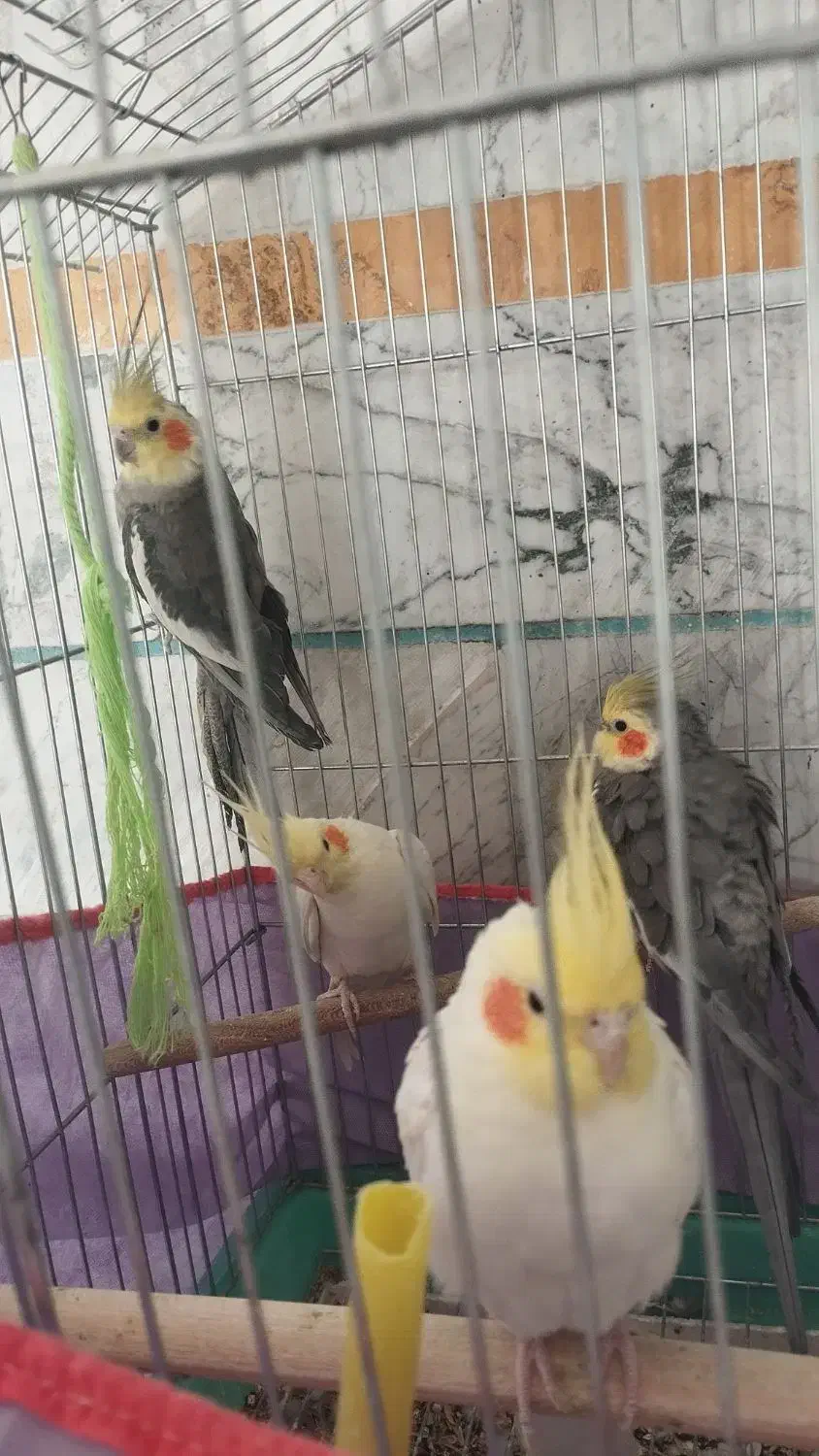 عروس هلندی|پرنده|الیگودرز, |دیوار