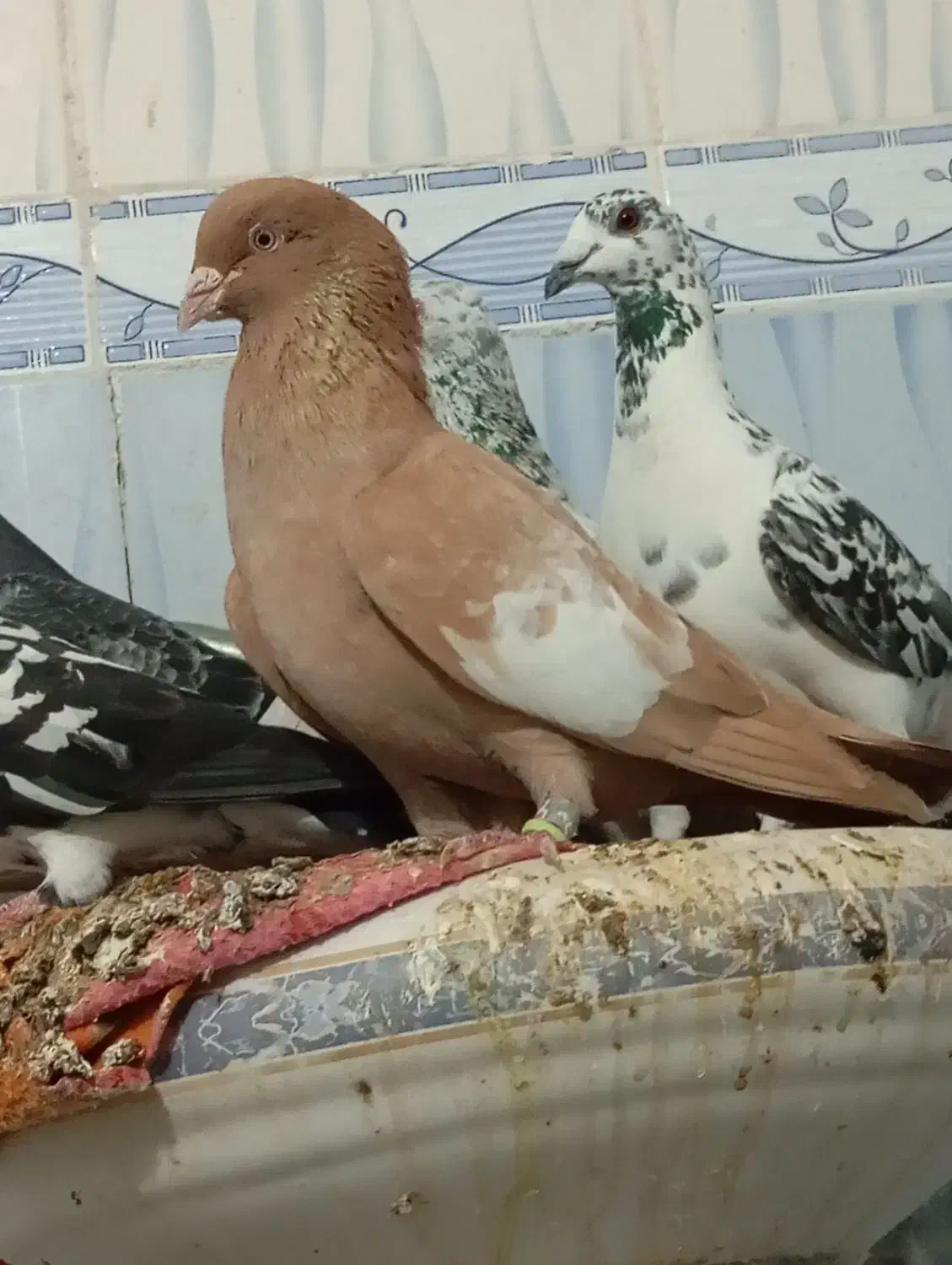 سرگ زرد پلاکی پلاکی|پرنده|برازجان, |دیوار