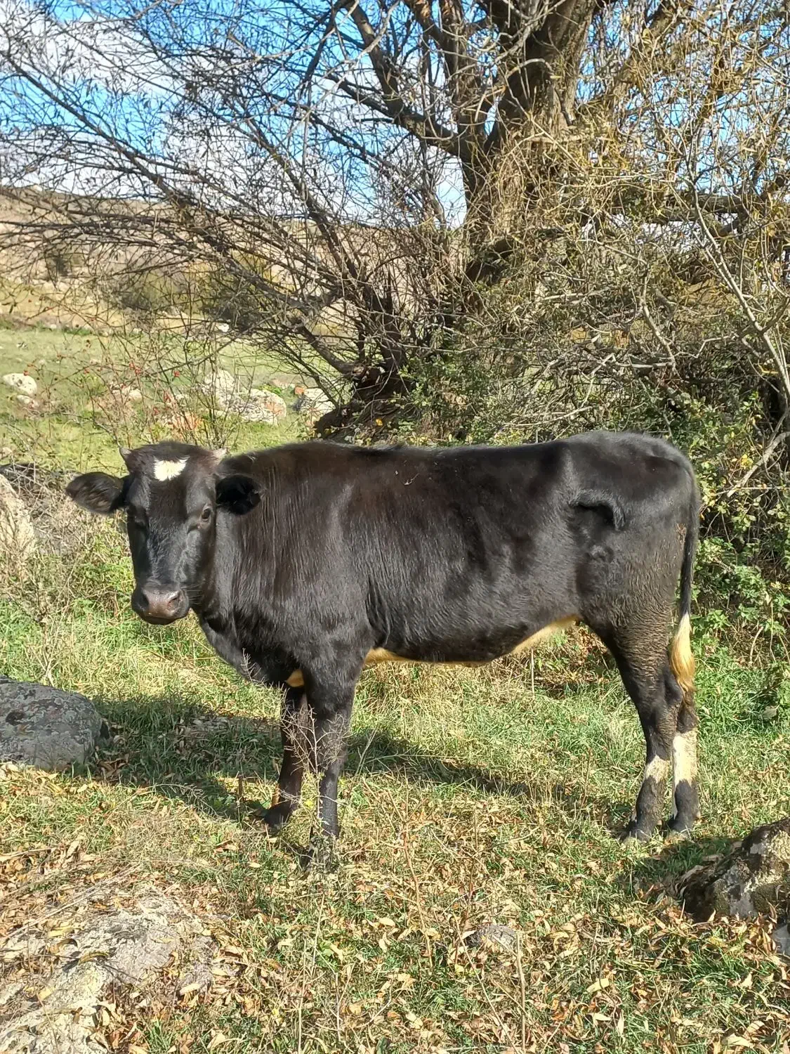 گاو جوان|حیوانات مزرعه|اردبیل, |دیوار