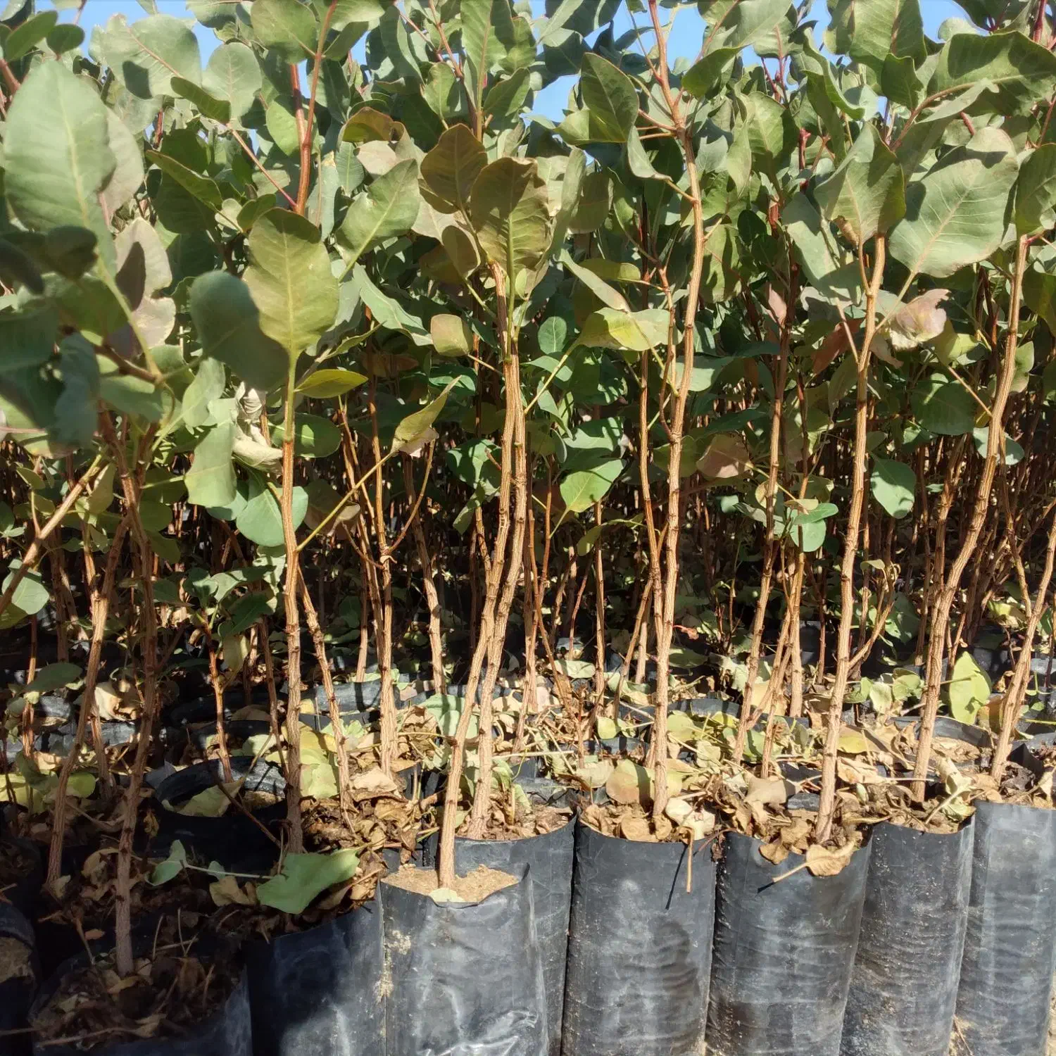 مزکز،فروش،نهال|خدمات باغبانی و درختکاری|استهبان, |دیوار