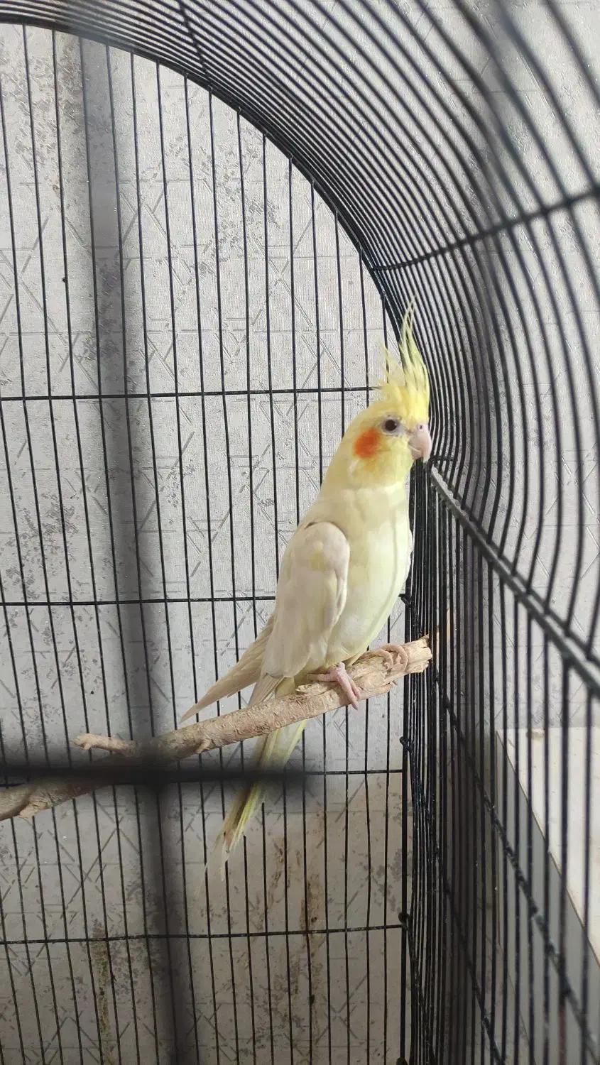 عروس هلندی جفت بالغ|پرنده|فردیس, انبار نفت|دیوار