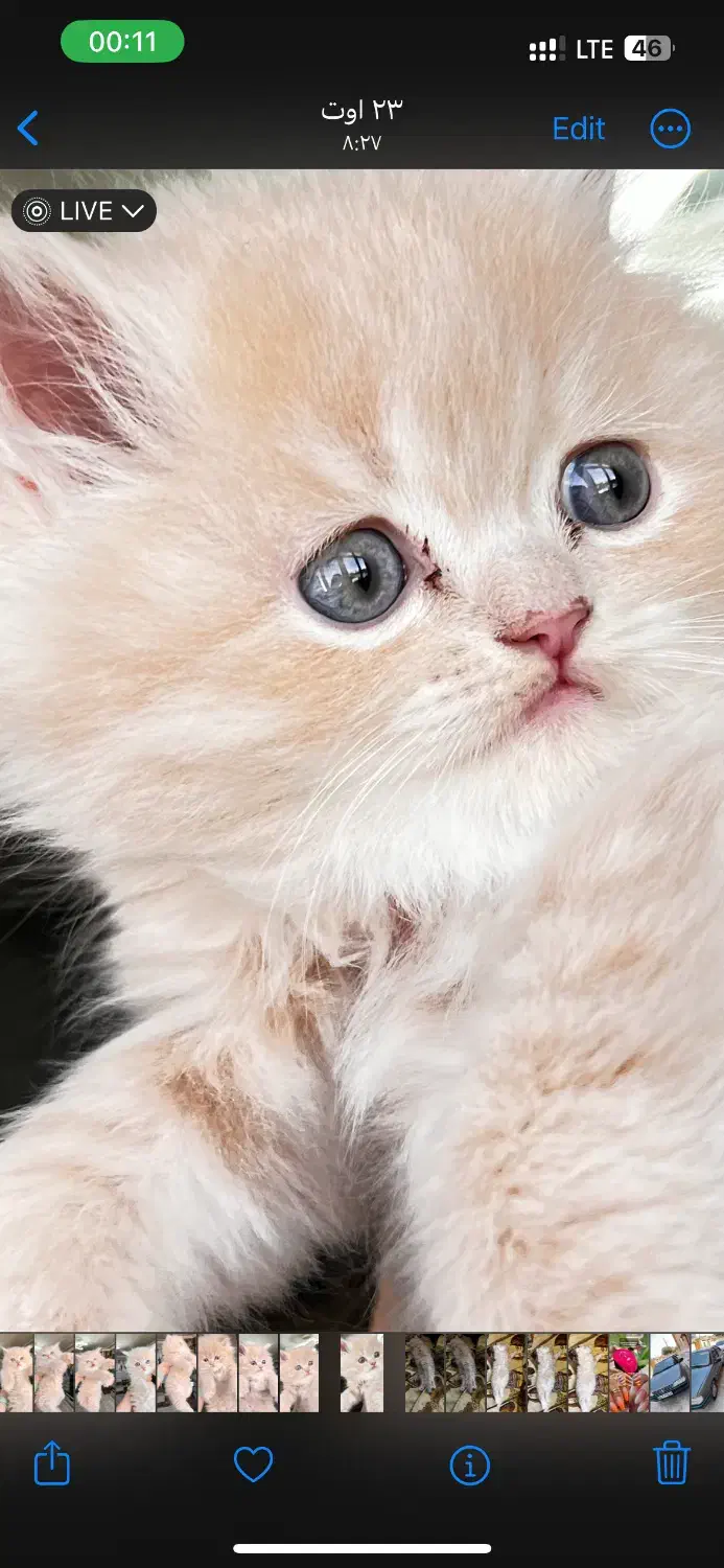 گربه اشرافی|گربه|مرودشت, پشت سایپا|دیوار