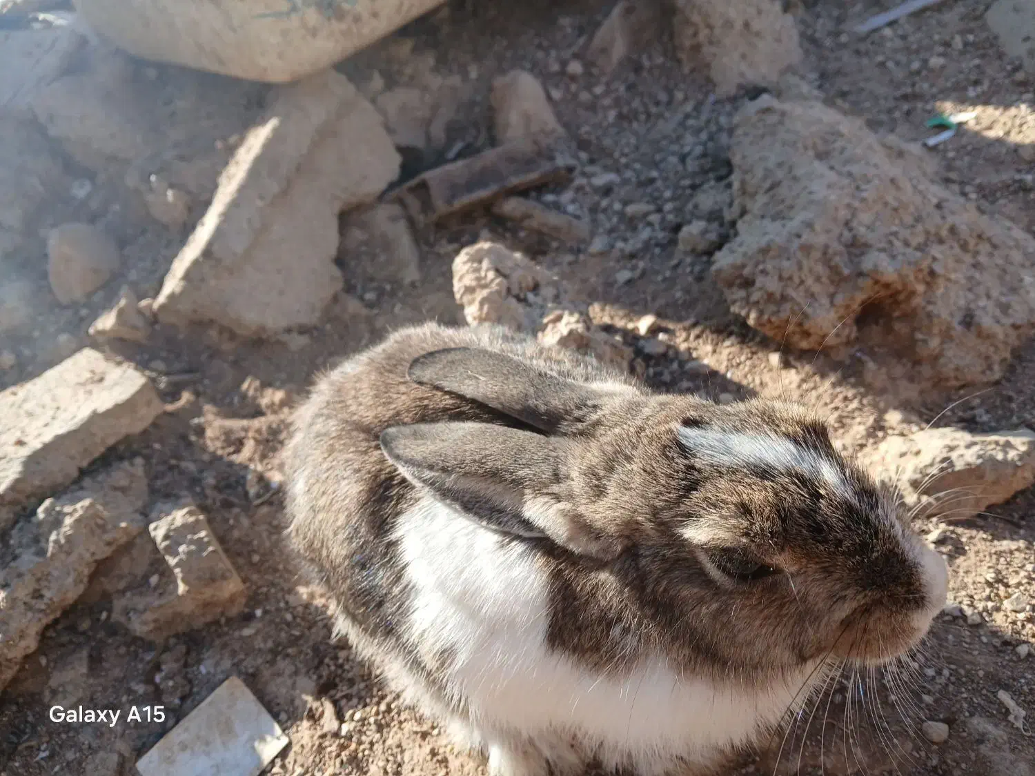 خرگوش|موش و خرگوش|یاسوج, |دیوار