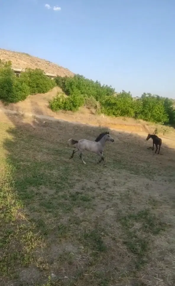 اسب|اسب و تجهیزات اسب‌سواری|بوکان, |دیوار
