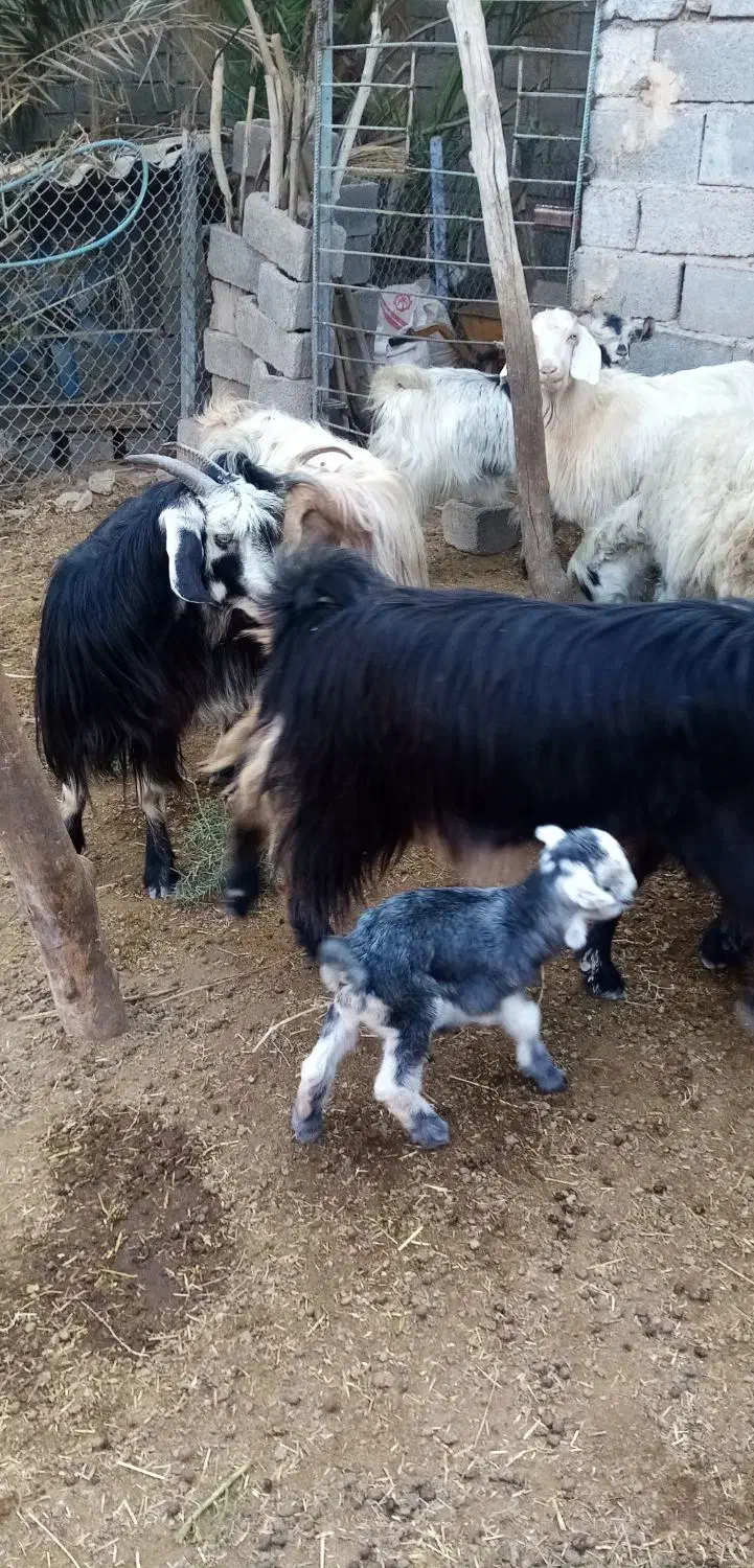 5عدد بز|حیوانات مزرعه|رامهرمز, |دیوار