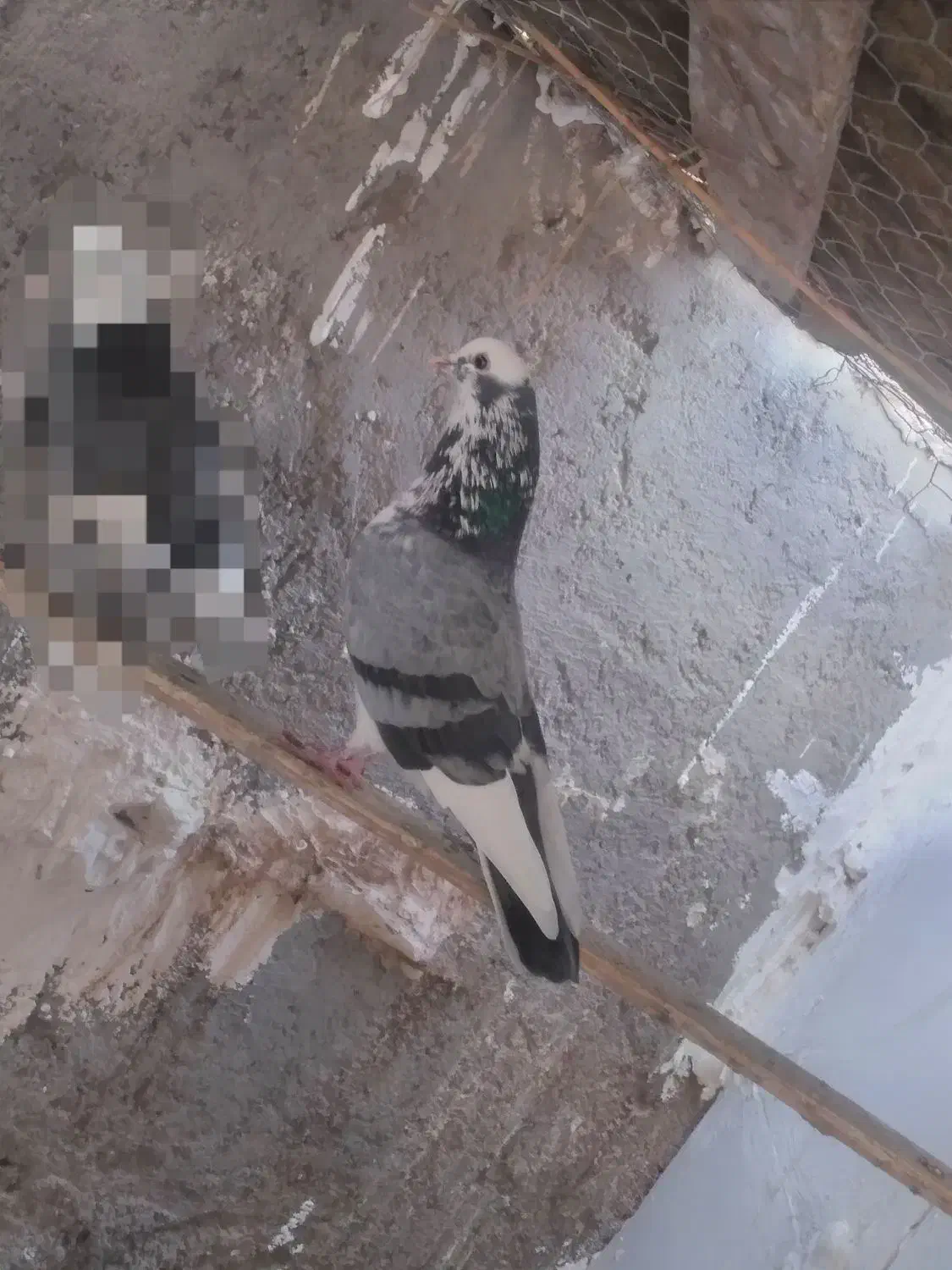 پرشی|پرنده|زابل, |دیوار