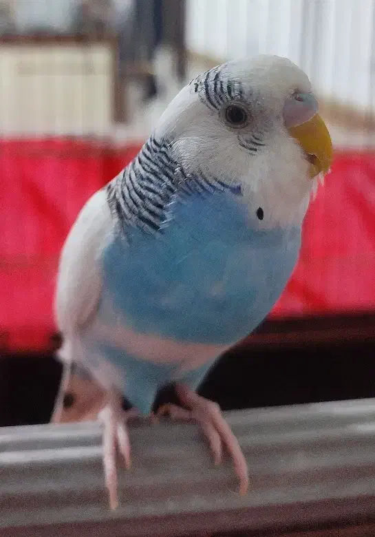 گمشده|پرنده|صحنه, |دیوار