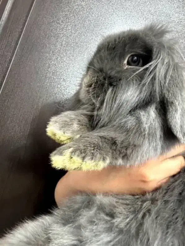 خرگوش لوپ|موش و خرگوش|زرند, |دیوار