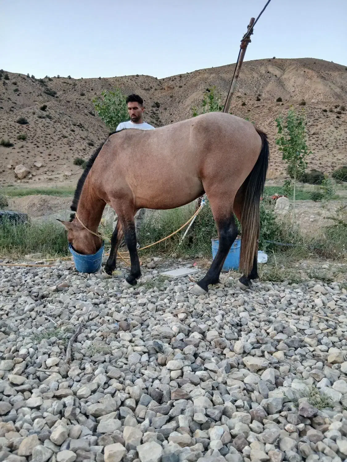 فروش فوری اسب|اسب و تجهیزات اسبسواری|گرگان, |دیوار