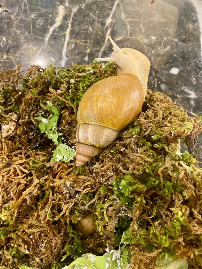 حلزون 9 ماهه بالغ|خزنده|تهران, یوسفآباد|دیوار