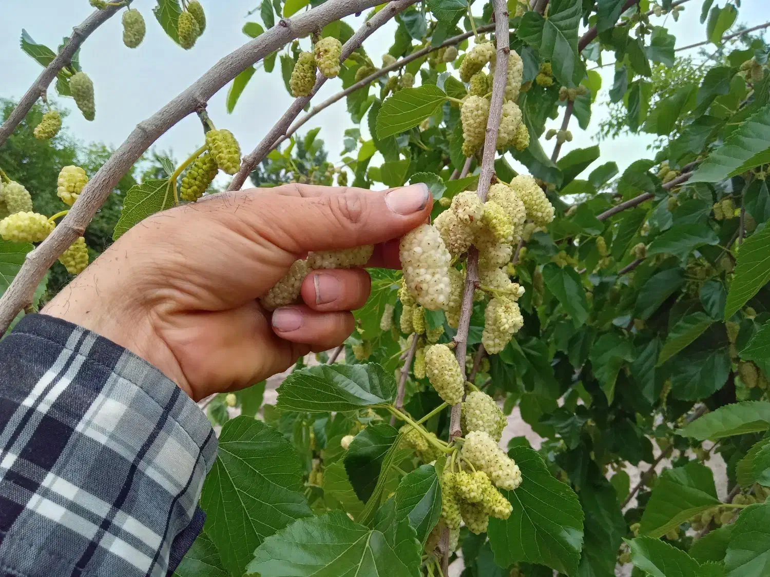 توت رسمی ،درخت توت سفید،نهال گلخانه نهالستان .مشهد|گل و گیاه طبیعی|مشهد, خواجه ربیع|دیوار