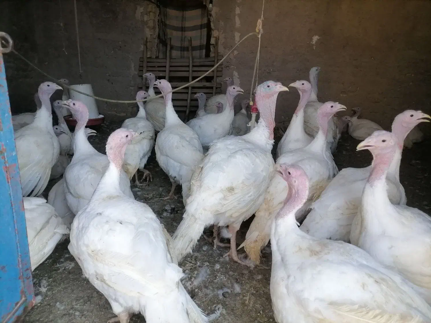 بوقلمون گوشتی بیوتی|حیوانات مزرعه|خرامه, |دیوار