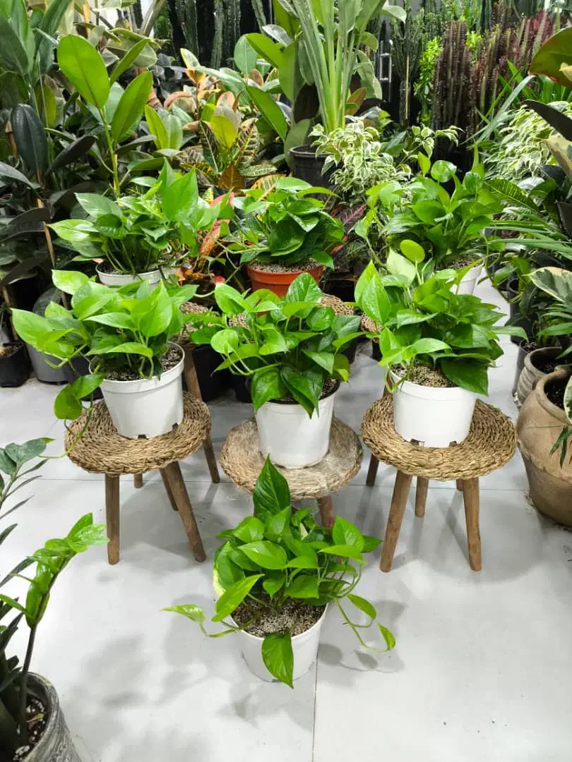 پتوس سبز سایز متوسط|گل و گیاه طبیعی|بندرعباس, |دیوار