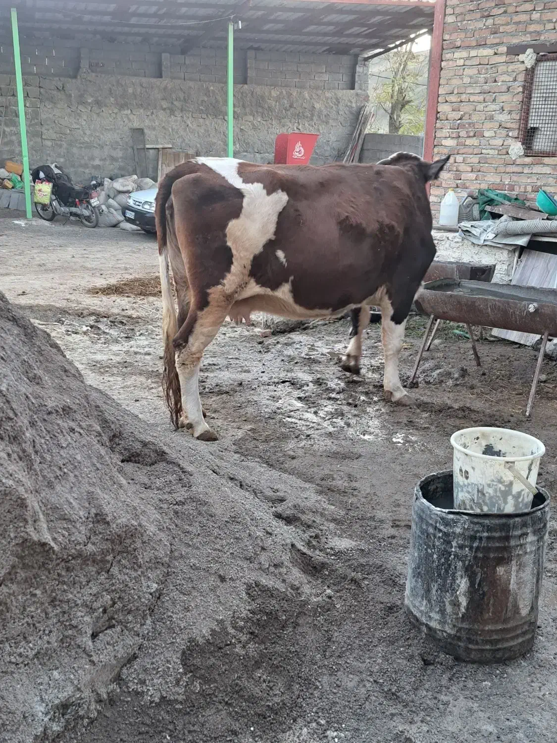 گاو ماده گوشتی|حیوانات مزرعه|آبش احمد, |دیوار