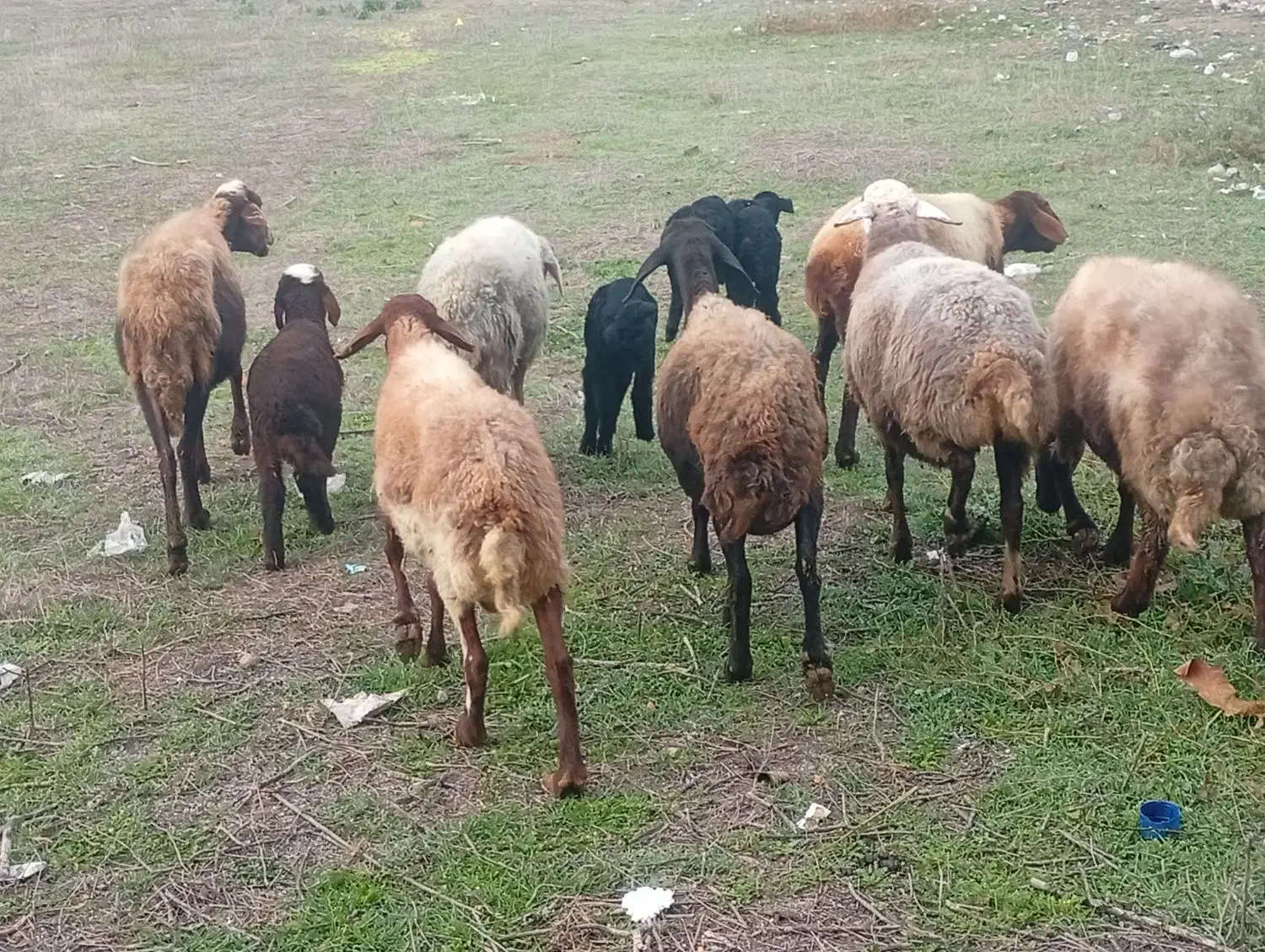 ۷تا گوسفند با ۶تا بره|حیوانات مزرعه|گرگان, |دیوار