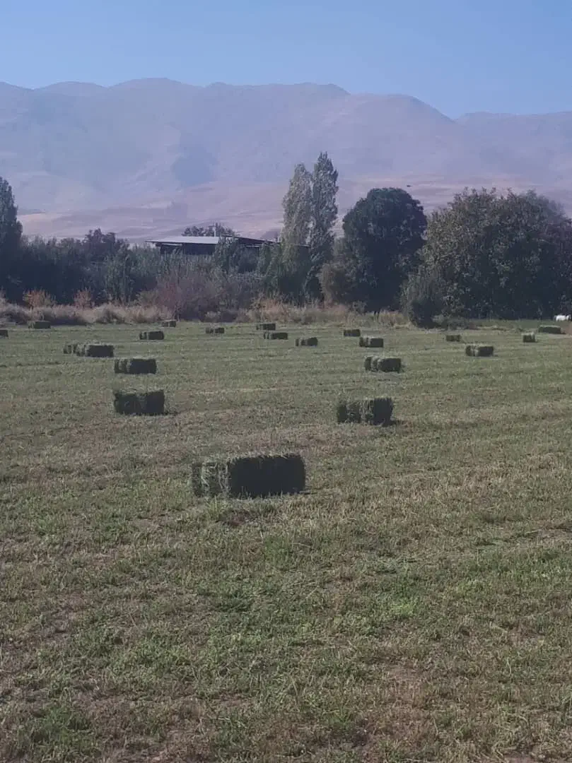 یونجه چین ۵|حیوانات مزرعه|بروجرد, |دیوار