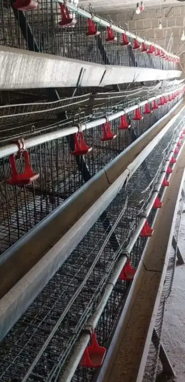 قفس منبری|لوازم جانبی حیوانات|الیگودرز, |دیوار