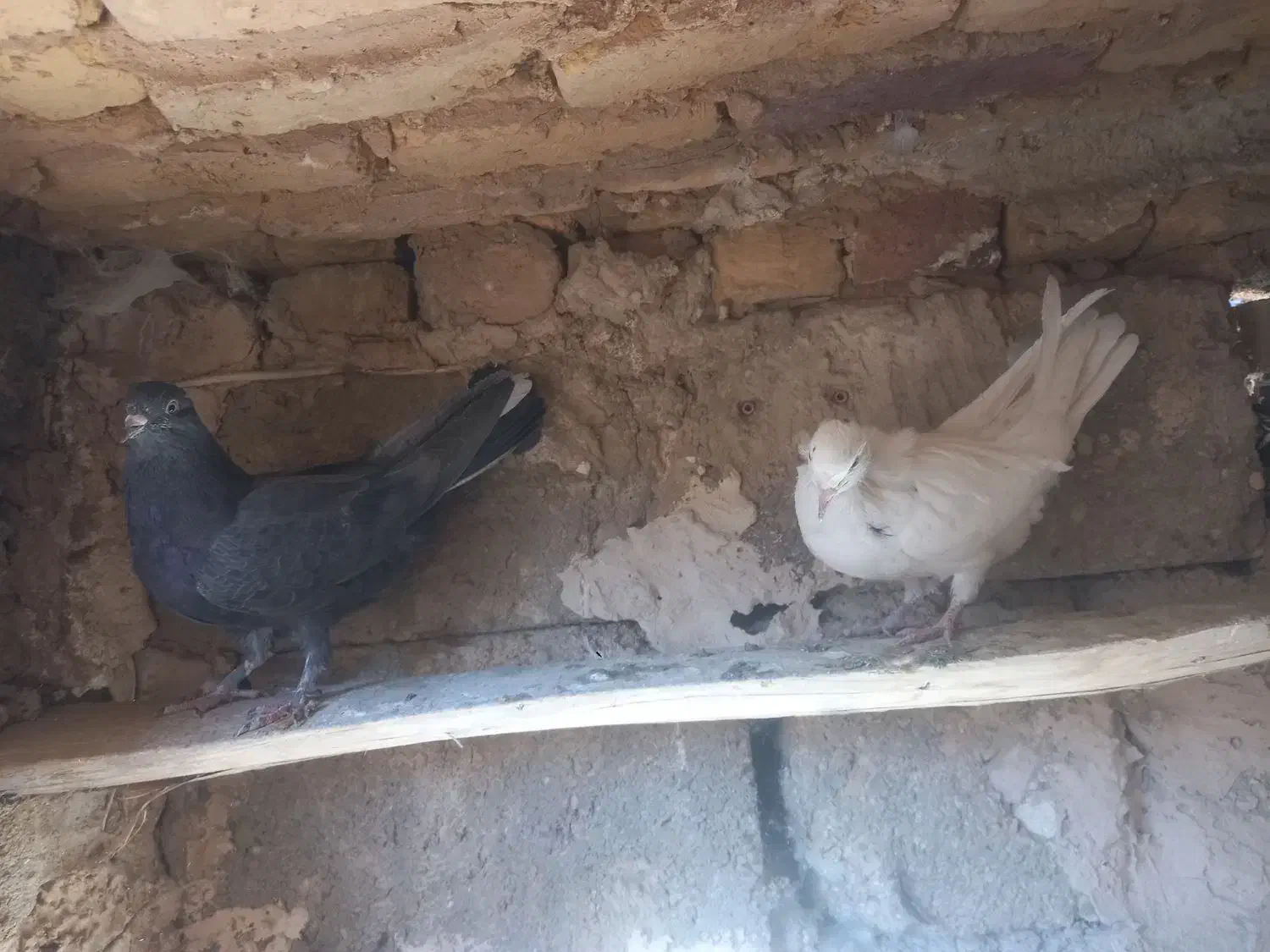 کبوتر|پرنده|لاران, |دیوار