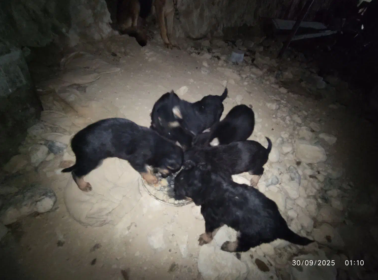 واگذاری|سگ|شیروان (خراسان), |دیوار