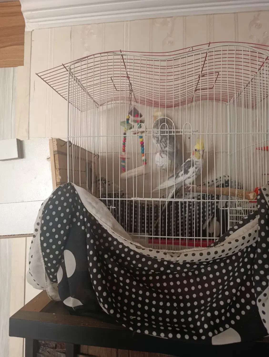 عروس هلندی|پرنده|اسلامشهر, شهرک قائمیه|دیوار