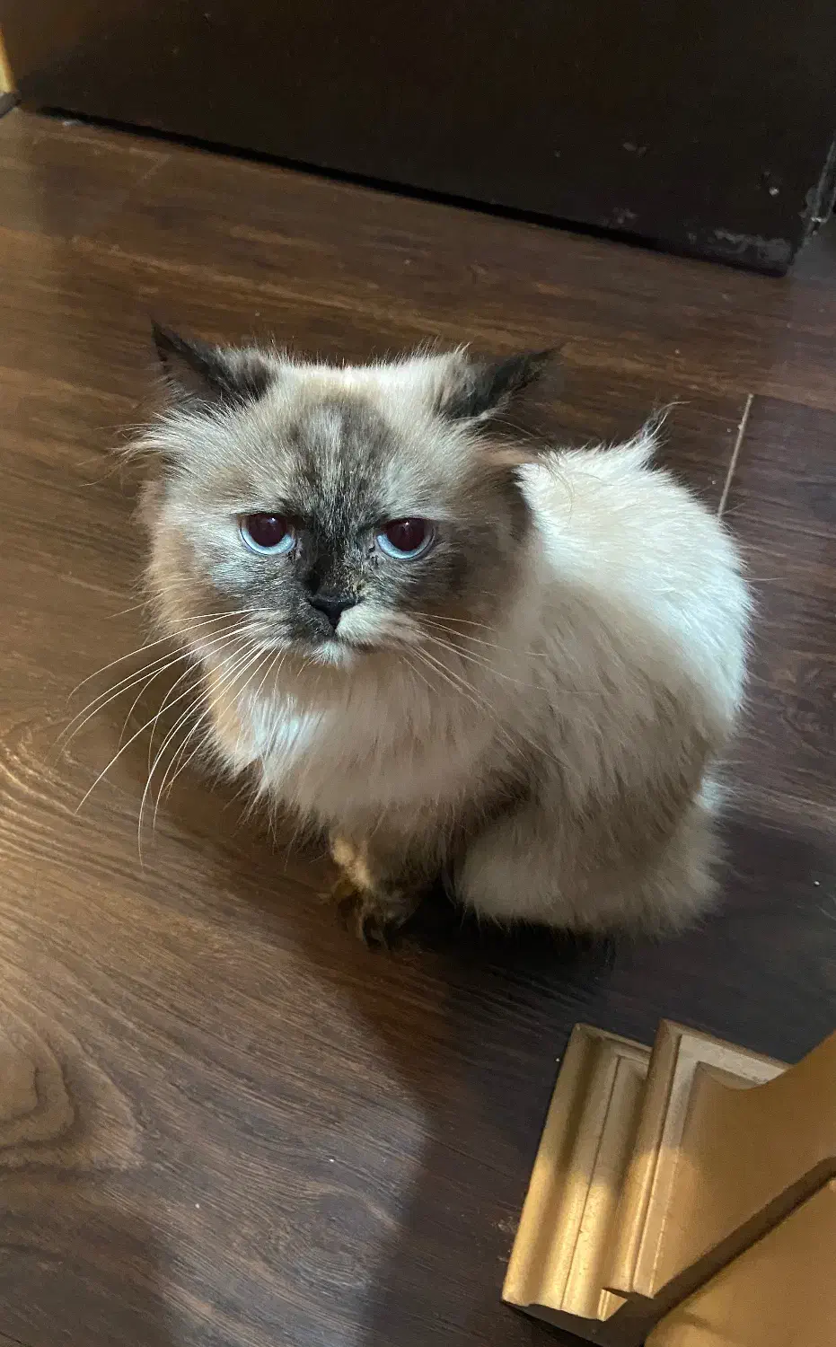 واگذاری غیر رایگان گربه هیمالین اسکاتیج|گربه|گرگان, |دیوار