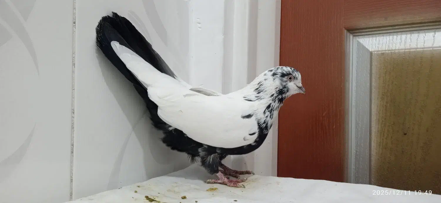 9 عدد کبوتر پرشی تیپ گرد بضمانت|پرنده|سنندج, |دیوار