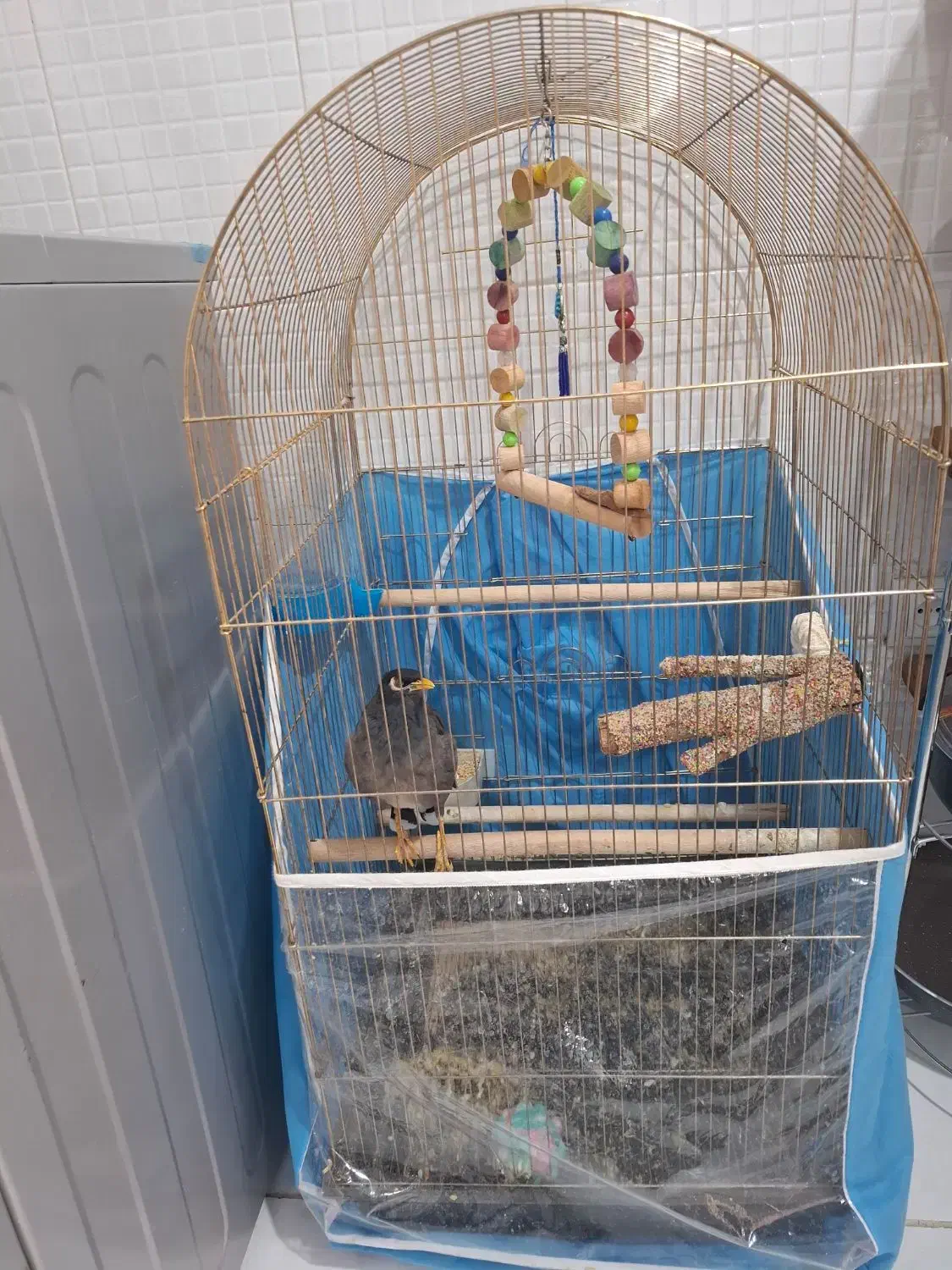 مرغ مینا|پرنده|شیراز, گویم|دیوار