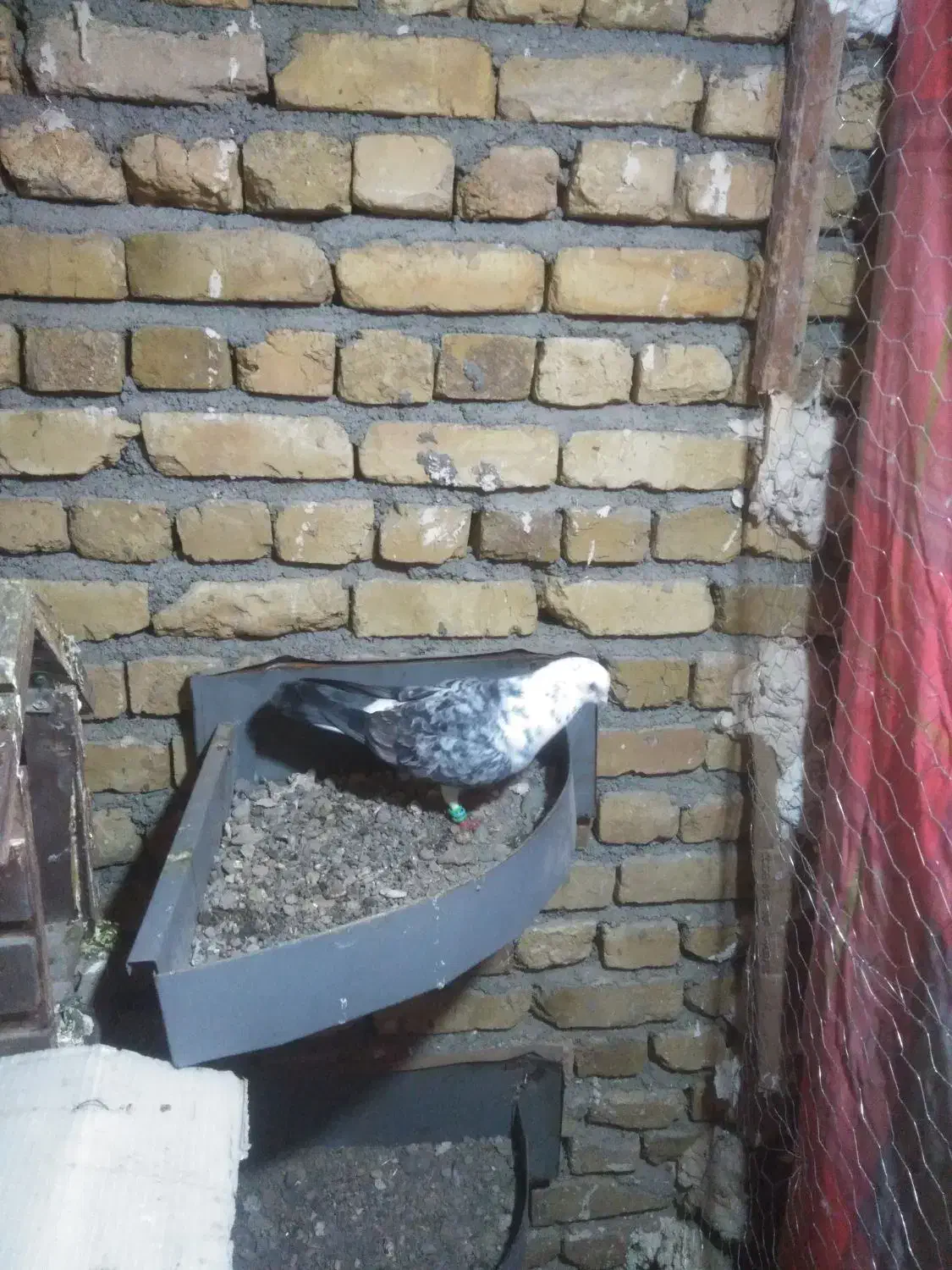 سوسکی|پرنده|زاوه, |دیوار