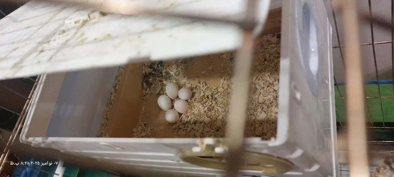 عروس هلندی جفت با تخم|پرنده|تهران, درختی|دیوار