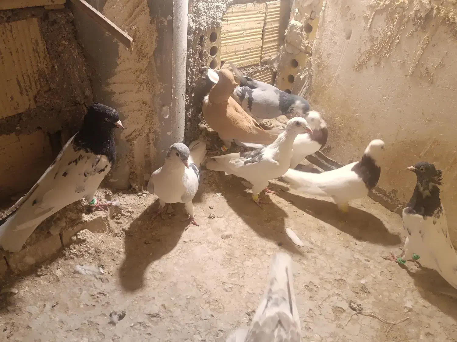 کبوتر|پرنده|تربت جام, مطهری|دیوار