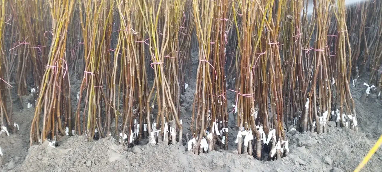 گردوفرنورپیوندی|خدمات باغبانی و درختکاری|تبریز, |دیوار