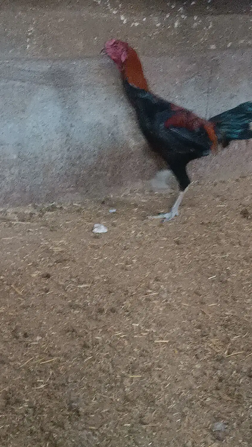 خروس لاری|حیوانات مزرعه|مشهد, وکیل‌آباد|دیوار