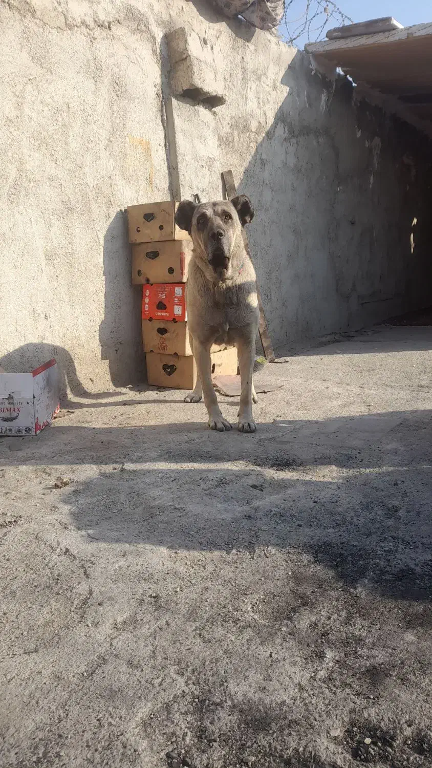 واگذاری سگ سرابی نر ( فروشی نیست)|سگ|قدس, شهرقدس|دیوار