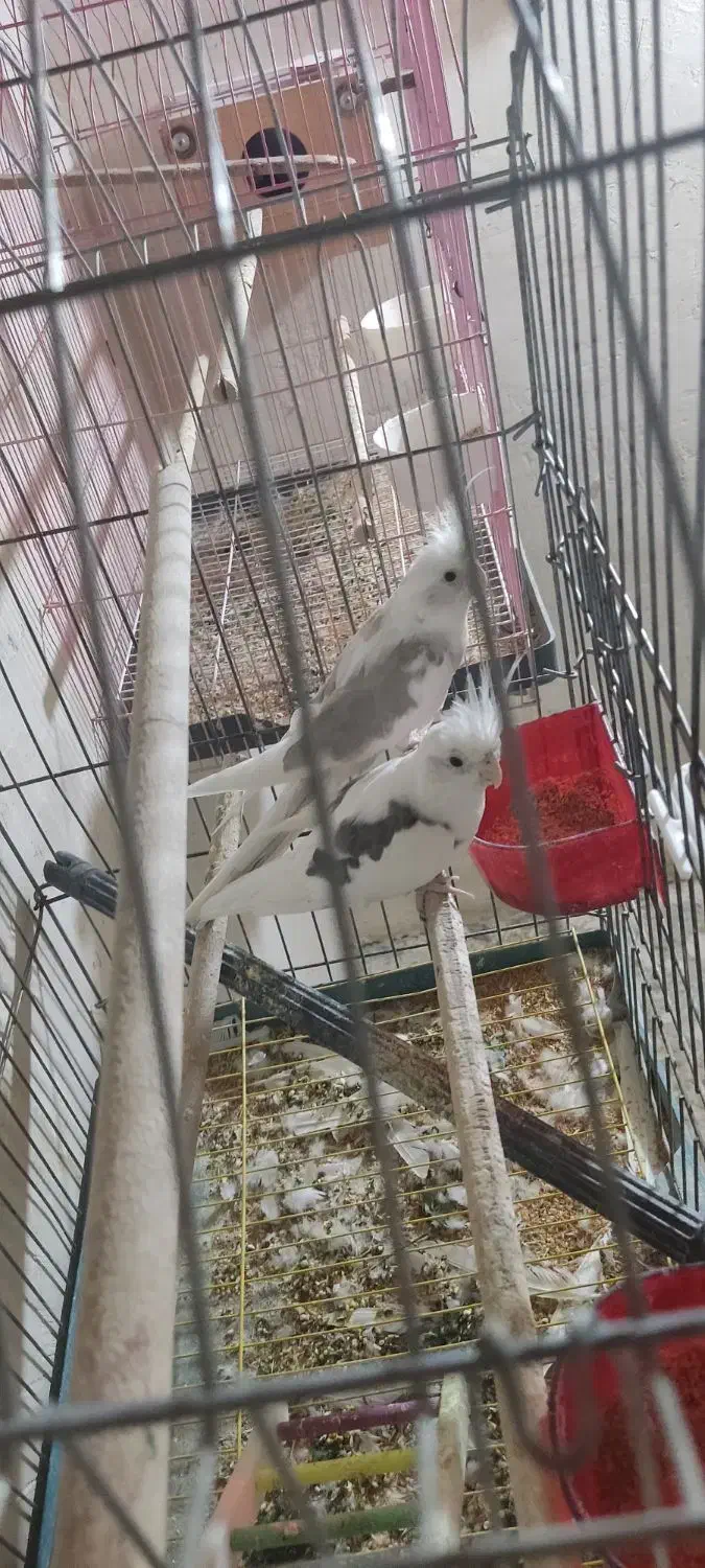 (فروش یامعاوضه با لاری اوشامو) 2 جفت عروس هلندی|پرنده|سلماس, |دیوار