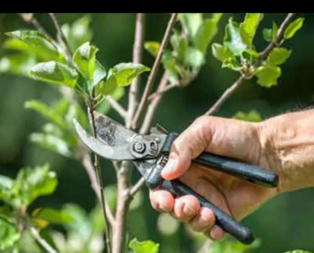 هرس درختان|خدمات باغبانی و درختکاری|نهاوند, |دیوار