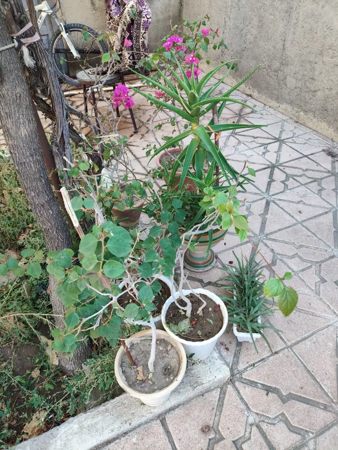 گلو گیاه|گل و گیاه طبیعی|آذرشهر, |دیوار