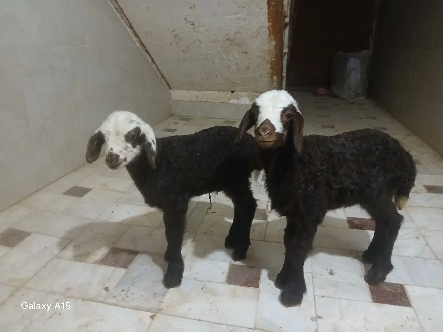 بره شیری خالص افشار|حیوانات مزرعه|قم, قلعه کامکار|دیوار