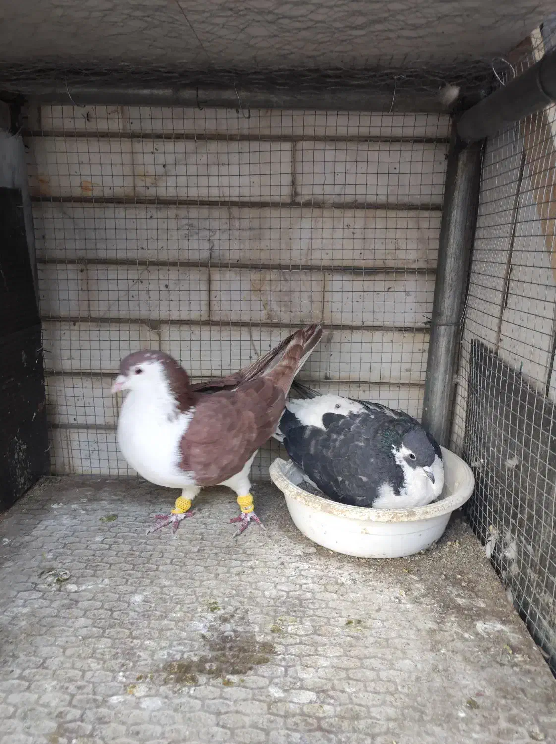 تعداد ۲۰ عدد کبوتر جفت گاه یکجا پای هم ۸میلیون|پرنده|مشهد, کلاهدوز|دیوار