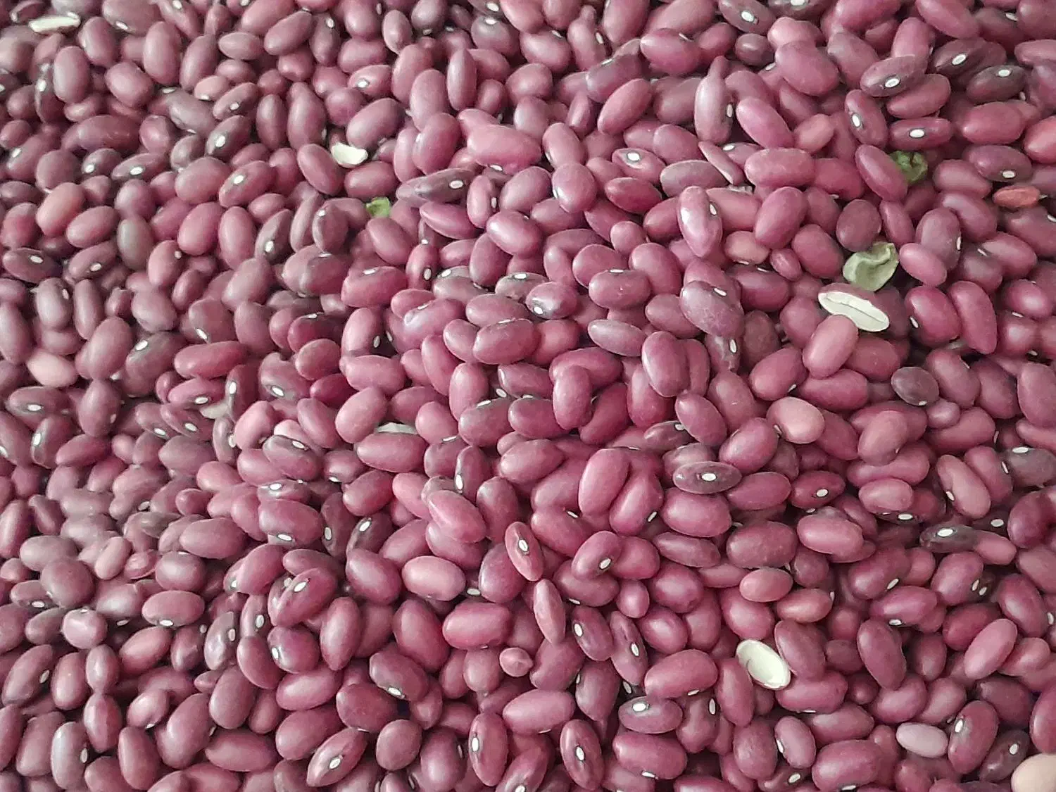 لوبیاقرمز|عمدهفروشی|آبگرم, |دیوار