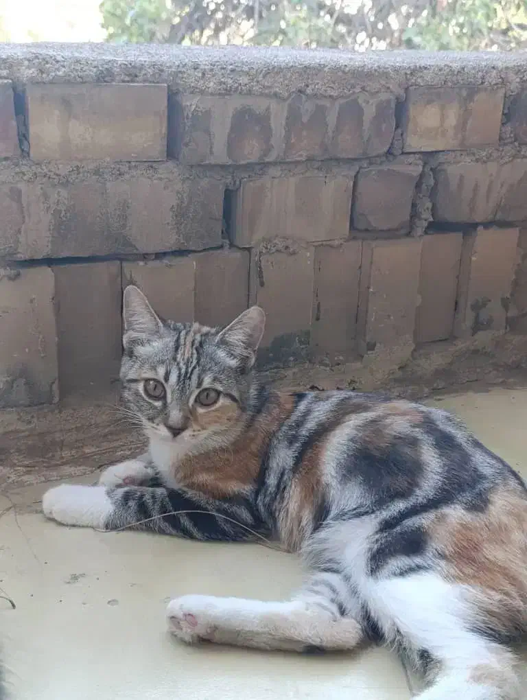 گمشده|حیوانات|مرند, |دیوار