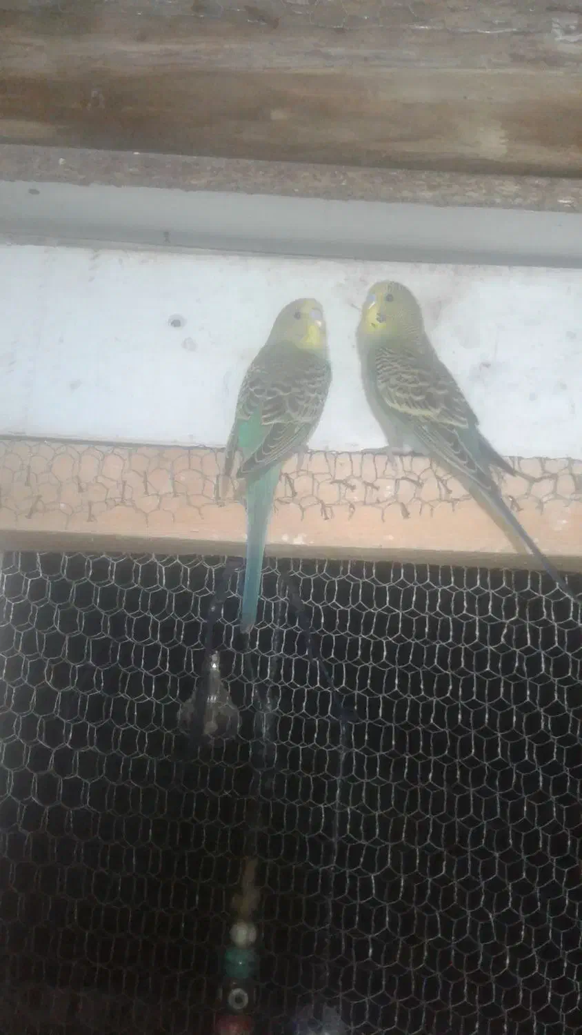 مرغ عشق عروس فنج|پرنده|خشکبیجار, |دیوار