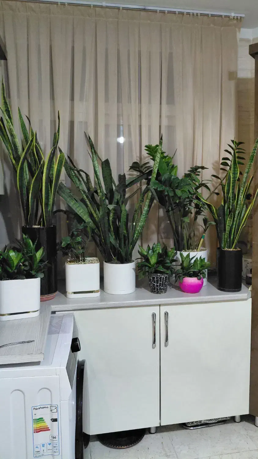 گُل سانسوریا، زاموفیلا|گل و گیاه طبیعی|شاهین‌شهر, فیض|دیوار