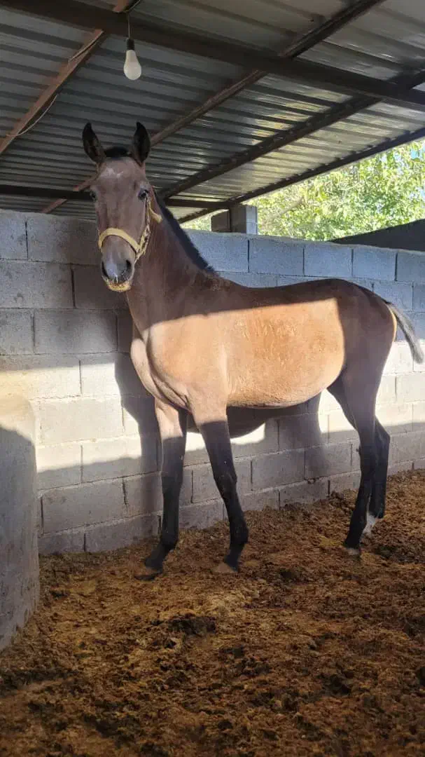 کره اسب اصیل استان فارس|اسب و تجهیزات اسب‌سواری|هشتگرد, تهران دشت|دیوار